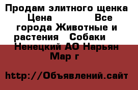 Продам элитного щенка › Цена ­ 30 000 - Все города Животные и растения » Собаки   . Ненецкий АО,Нарьян-Мар г.